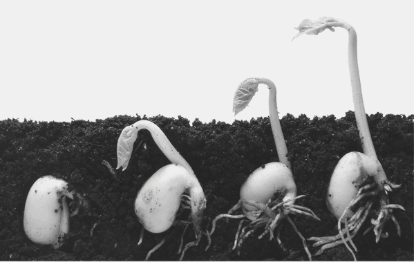 Featured Images - Growth. Image of butterbeans growing. Sprouting