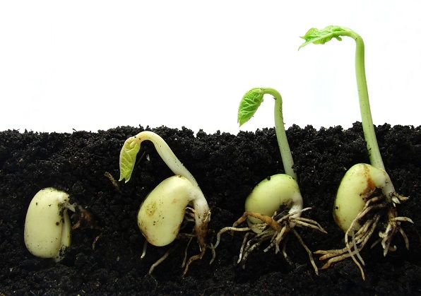Image: Seeds in the soil, with shoots and roots showing