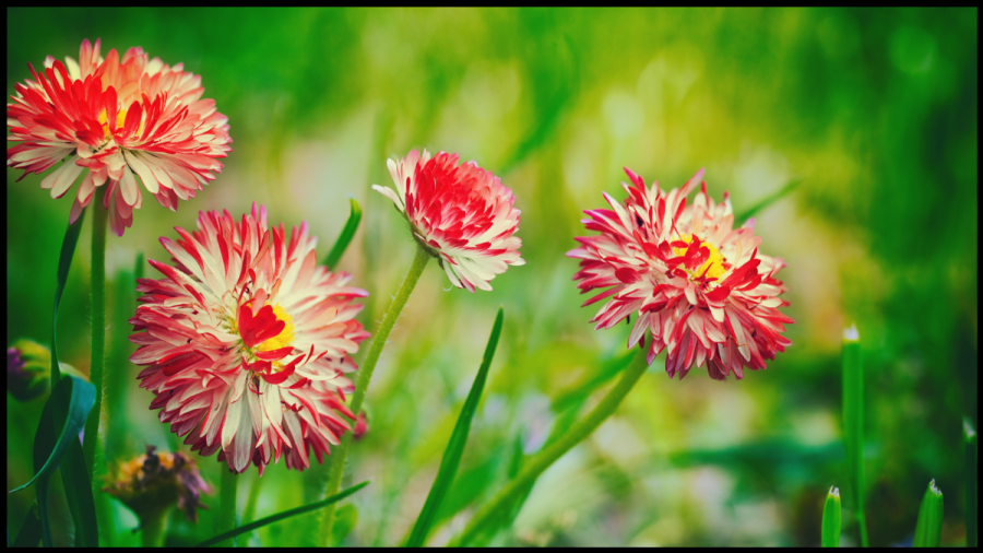 Image of red and white flowers in a green meadow