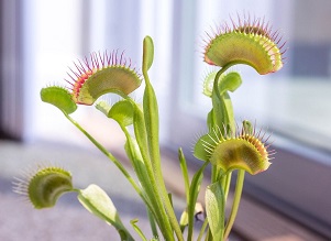Venus fly trap. Carnivorous plant. Image from Pixabay