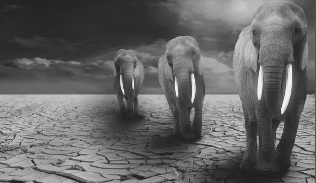 Featured Images - Photo of three elephants on a empty landscape Image from Pixabay