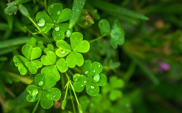 Featured Image - Photo of bright green shamrock, three-leaf clover. Image from Pixabay