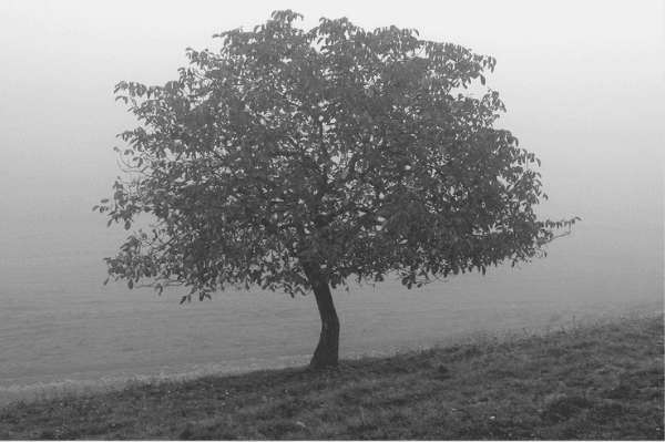 Featured Images - A tree in a misty field.