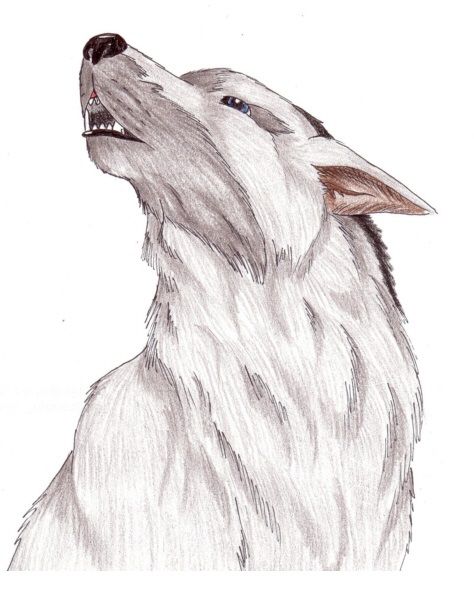 coloured drawn of a wolf's head howling by Ari Meghlen