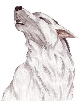 coloured drawn of a wolf's head howling by Ari Meghlen