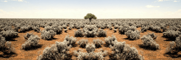 Image: Terrain covered in scrub brush and a single tree