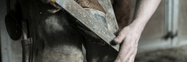 Image: Farrier putting horseshoe on a horse