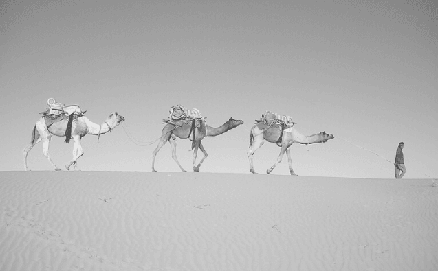 Featured Images - Book Marketing using locations. Image of three camels being lead through the desert