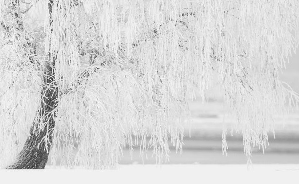 Featured Image - Winter image of a tree covered in snow and ice. Image from Pixabay