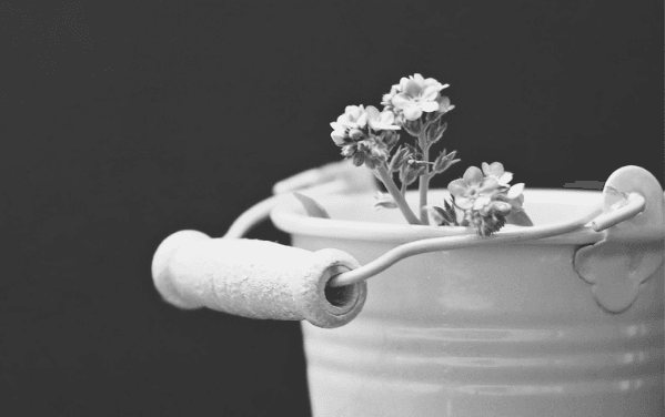 Featured Images - Buckets. Metal bucket full of flowers. Things for your bucket list