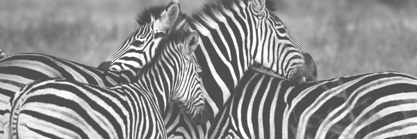 three zebras. Safari. Pixabay image