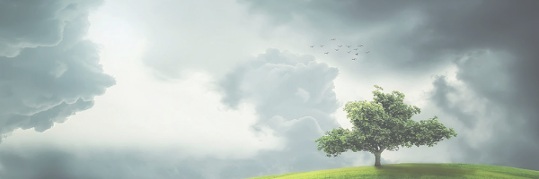 Tree landscape. Pixabay image.