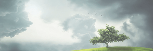 Tree landscape. Pixabay image.