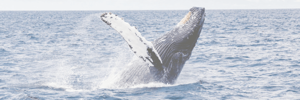 Humpback whale breaching water. Pixabay image.