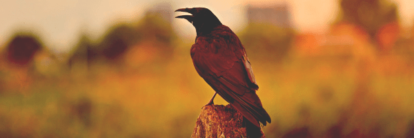 Foreshadowing using symbols, such as the raven as the omen for an upcoming death. Image of a raven from Pixabay