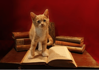 Little ginger kitten stood on an open book with several more old books stacked behind