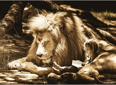Lion sleeping with a girl sat with him, reading a book