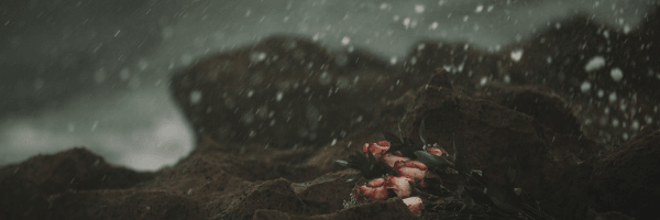 Photo of bunch of pink roses on sharp rocks with a storm raging. Image from Pixabay
