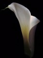 In sorrow, cala lily, remembrance