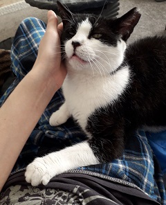 Black and white rescue cat, elderly cat