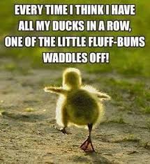 Meme of a little duckling waddling off and the words "Every time I think I have all my ducks in a row one of the little fluff-bums waddles off!"