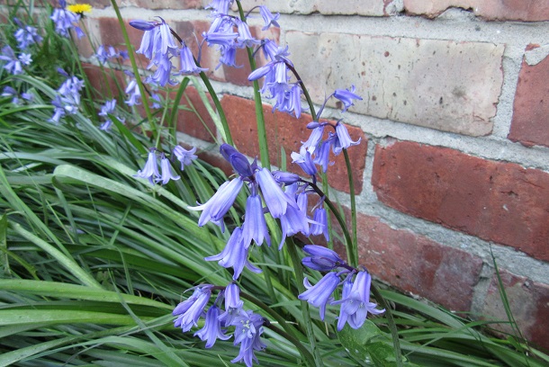 English Bluebells. Photo by Ari Meghlen 2020