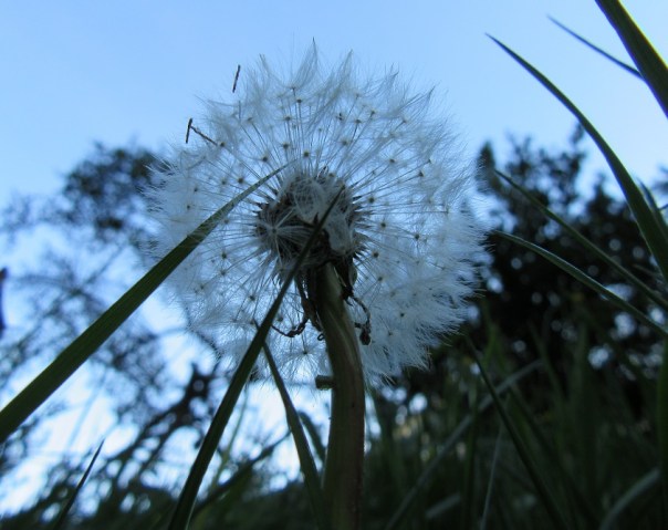 Clock dandelion. Photo by Ari Meghlen 2020
