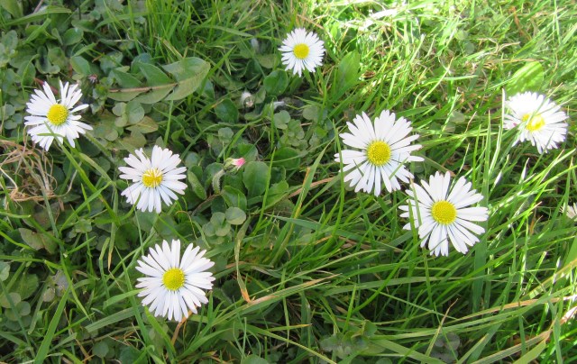 Several daisies, white petals with yellow centres. Photo by Ari Meghlen 2020