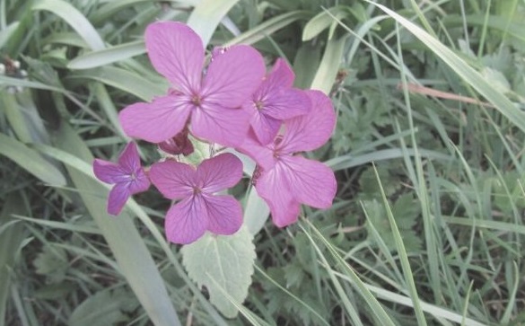 Featured Images - Pink wildflowers. Photo by Ari Meghlen 2020
