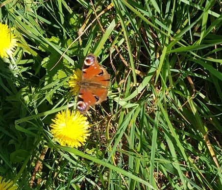 Peacock Butterfly on a dandelion. Photo by Mike Dread Pirate 2020
