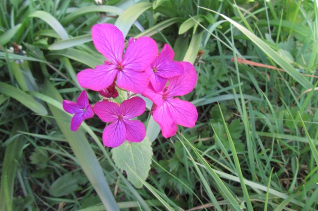 Dark pink four petalled flowers. Photo by Ari Meghlen 2020