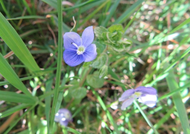 Tiny four petalled purple flowers. Photo by Ari Meghlen 2020