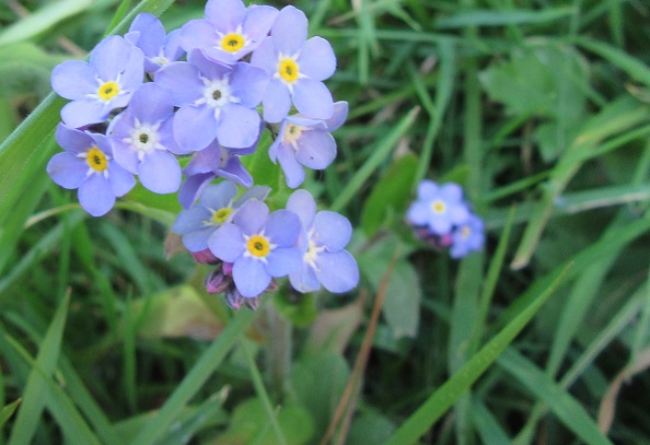 Tiny blue Forget-Me-Knots Wildflowers. Photo by Ari Meghlen 2020