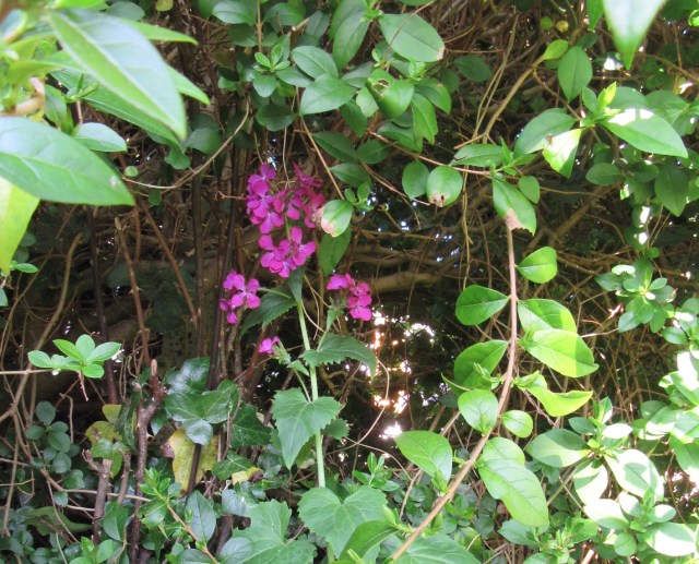 Dark pink flowers under the hedge. Photo by Ari Meghlen 2020