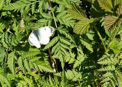 White butterfly on ferns Photo by Mike Dread Pirate 2020
