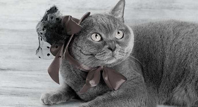 Featured Image - Grey cat with a hat on. Image from StoryBlocks