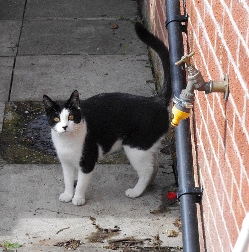 Small black and white cat who visited me from 2010