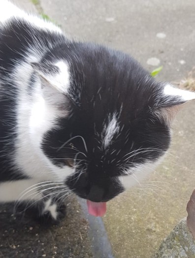 Black and white cat, Patches the Cat