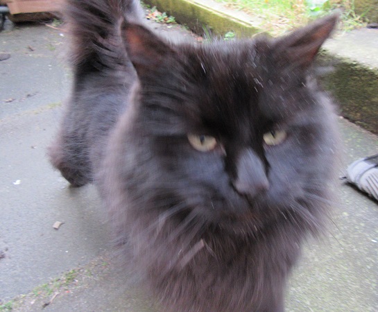 Shadow the Cat.  Large black fuzzy cat