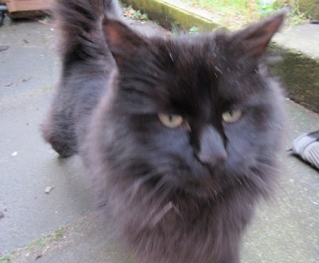 Shadow the Cat.  Large black fuzzy cat