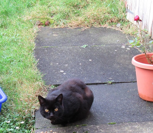 Yoda the cat.  Small, dark black/tabby cat