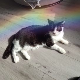 Photo of elderly tuxedo cat Walter with a rainbow wash over the photo.
