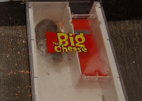 photo of a little brown mouse inside a humane trap called The Big Cheese