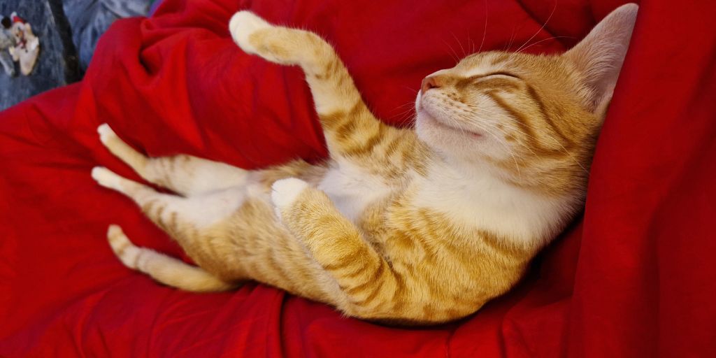 Photo of my 7-month old ginger and white kitten, Charlie, led on his back asleep on my lap.